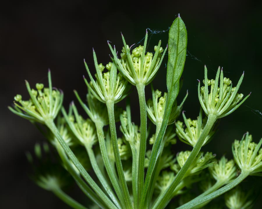 Katapsuxis silaifolia (=Cnidium silaifolium) / Carvifoglio dei boschi